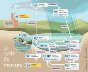 Description du cycle de contamination du mercure
